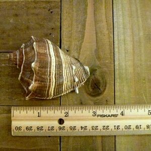 Melongena shell 3" caribbean crown conch seashell beach ocean home decor